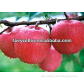 Big And Honey Sweet Apple Seeds Organic For Growing/Planting